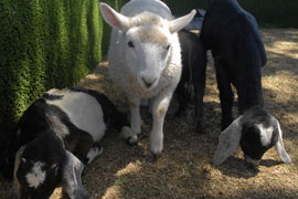 תוצרת בעלי חיים