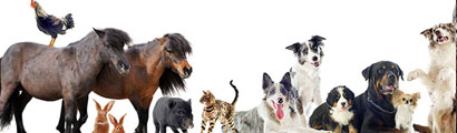 animals main