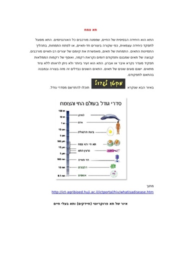 מבנה תא הצמח