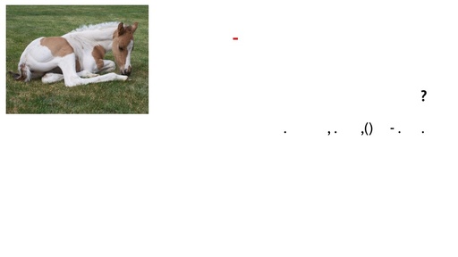 מחלות השבחה טיפוח הריון והמלטה בסוסים