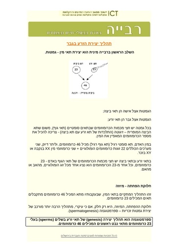 תהליך יצירת הזרע בזכר