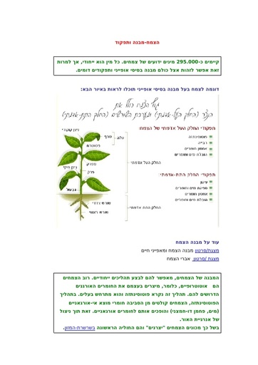 הצמח- מבנה ותיפקוד