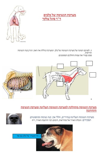 מערכת הנשימה בכלבים