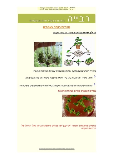 תרבית רקמה